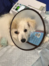 憨憨乐园伊丽莎白圈耻辱圈狗狗猫项圈猫咪头套宠物脖套大型犬防咬圈用品1 实拍图