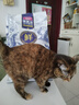 麦富迪猫粮 冻干鲜粮高蛋白成幼猫粮美毛亮毛 三文鱼鸡肉5.4kg 实拍图