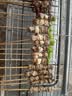 康佳（KONKA）电烧烤炉 多功能电烤盘烤肉机不粘烧烤架子家用无烟烤肉锅 双层烤串机 KEG-W261B 实拍图