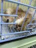 唯立德【2026最新款丨国家补贴15%】蓝牙耳机耳夹式骨传导概念开放式无线不入耳挂耳运动跑步游戏长续航 实拍图