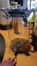 玻绅士泡酒容器泡酒专用瓶泡酒玻璃瓶高硼硅泡酒瓶玻璃酒坛大容量泡酒瓶 16斤(8升)+升级陶瓷芯龙头+底座 实拍图