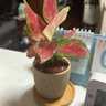 八芽如意盆栽吉利红室内好养花卉小绿植办公桌面植物盆景源头直发包邮 迷你吉利红-星徽盆-竹底托 带陶瓷盆栽好 实拍图