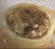 万达原味鱿鱼仔500g 即食墨鱼仔休闲零食海鲜小吃罐装海味鱿鱼干 实拍图