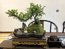 瀚林怡景端午父亲节礼物小叶雀梅盆景山水假山植物树桩造型老桩绿植盆栽 山水石景 雀梅 木座【 实拍图