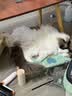 醇粹黑标生骨肉冻干猫粮 全价无谷鸡肉成猫幼猫通用粮5kg 实拍图