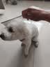 HELLOJOY宠物猫咪狗狗排梳猫梳子宠物去浮毛开结钢梳布偶长毛猫专用猫毛梳 实拍图
