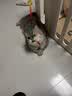 网易严选全价冻干双拼猫粮3.0成猫幼猫干粮鲜鸡肉7.2kg【囤货装】宠物金选 实拍图