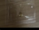 领丰金黄金豆豆金块AU9999足金实心真金豆子收藏节日礼物送女友送朋友 金豆1g国检证签 实拍图