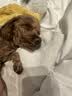 维克（Virbac）耳漂滴耳液狗狗猫咪预防耳螨清洁耳道洗耳液犬猫耳部清洁宠物滴耳液 60ml 实拍图