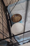 LEGENDSANDY蓝氏猫粮生鲜猎鸟鲜乳鸽生骨肉冻干高蛋白全价成猫粮幼猫通用型 试吃尝鲜装丨猎鸟乳鸽丨50g 实拍图