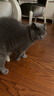 皇家猫粮 英短成猫粮 BS34 通用粮 12月以上 10KG 实拍图