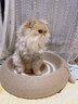蒯蒯猫抓板猫窝猫抓板窝四季通用剑麻夏季猫窝不掉屑猫抓盆大号耐磨窝 52CM圆形全剑麻猫抓板【深睡款】 晒单实拍图