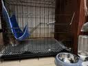 憨憨宠猫笼折叠猫笼子大号猫别墅加粗加密双层猫舍猫窝宠物猫咪用品家用 黑色 600双层 实拍图