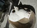美士麦克斯成猫天然鲜肉猫粮1.8kg鸡肉味布偶蓝猫橘猫加菲英短全价粮 实拍图