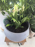 年宵花【热销款】白掌一帆风顺盆栽水培植物绿植过年装饰摆件年货 【店主推荐】特级白掌6-8株带花+早安盆+营养液 实拍图