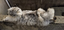 麦富迪 猫罐头 宠物猫咪零食猫湿粮罐头 吞拿鱼鸡肉味 170g*12 实拍图