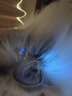 SHENYU伍德氏灯猫藓荧光检测UV黑镜紫光灯紫外线365nm手电筒照猫尿真菌 实拍图