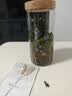丘辰苔藓微景观生态瓶DIY办公室内桌面绿植摆件造景花卉盆栽生日礼物 一路有你（充电款） 晒单实拍图