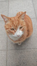 冠能猫粮室内成猫猫粮7kg 全价猫粮 添加膳食纤维 控制毛球 实拍图