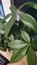 发财树盆栽大植物室内办公室桌面客厅小盆景招财树苗绿植花卉盆栽 三杆发财树 5-8cm【原盆】 【送肥料】 实拍图
