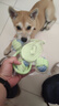 HELLOJOY狗狗玩具耐咬磨牙球宠物幼犬小狗比熊用品小型犬拔河自嗨解闷神器 实拍图