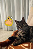 京东京造猫粮鸡肉味全价成猫粮10kg三文鱼肉营养美毛长肉质检流浪救助 实拍图