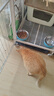 麦富迪猫粮 超肉粒冻干双拼成猫粮美毛护肠三文鱼10kg/20斤【宠物金选】 实拍图