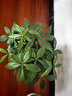HB-101植物活力素营养液100ml促生长兰花多肉僵苗生根液养花植物通用 实拍图