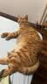 华元宠具（hoopet）猫包大容量宠物便捷外出便携透气双肩手提布偶狗背包幼犬外出包 实拍图