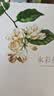 经典全集《水彩花卉》入门教程书籍临摹画册零基础教材到精通自必学课水彩的诀窍一本就够古风手绘初学者成人 晒单实拍图