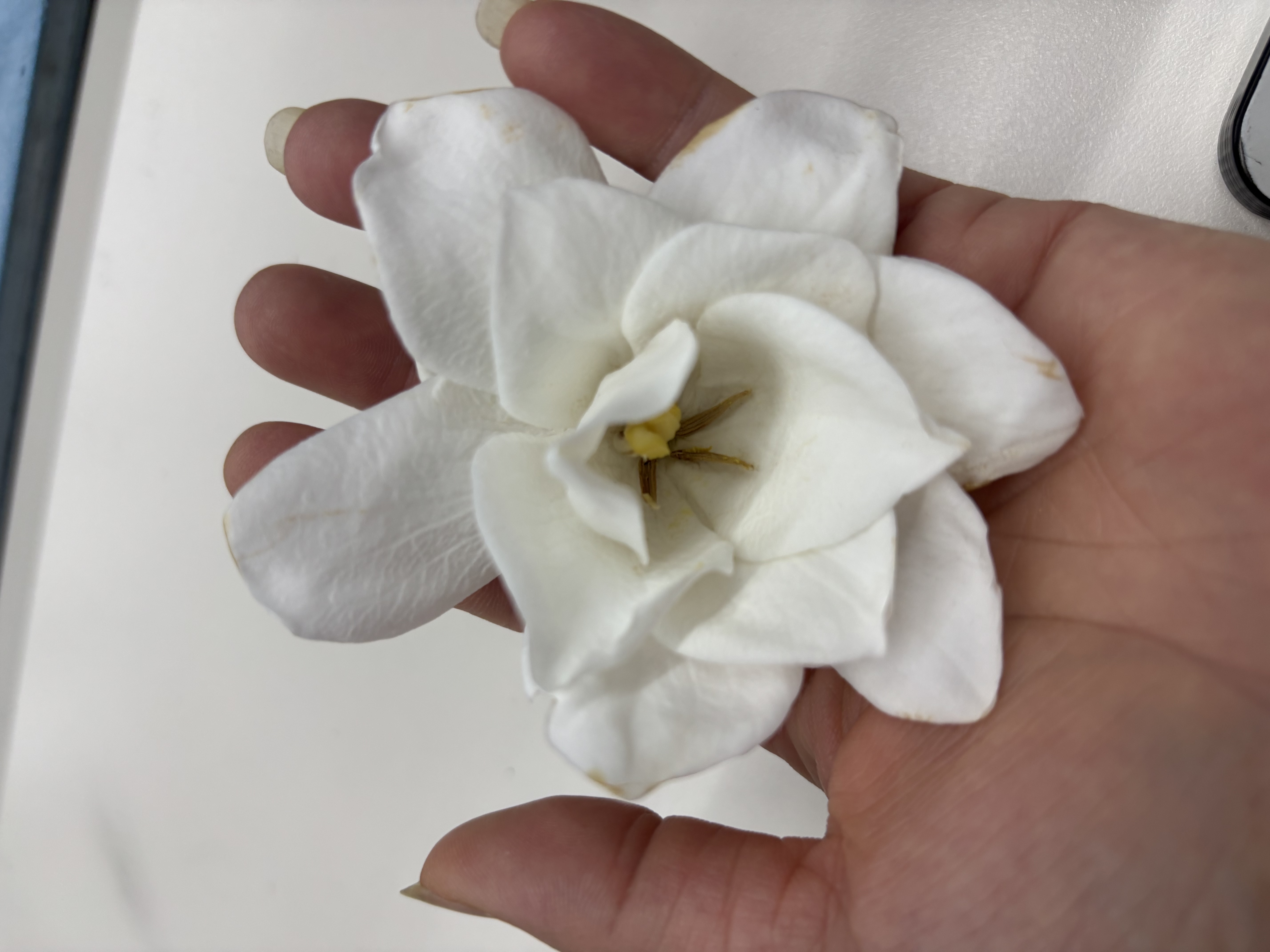 ubras虞书欣同款小花瓣杯软支撑性感内衣女聚拢文胸无钢圈胸罩 【经典款】黑色-背勾 XL 85A/85B/85C 实拍图