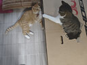 佩玛思特PetMaster深海鱼系列猫粮美毛成猫粮2kg 实拍图