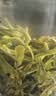 羽信蒙顶甘露明前绿茶茶叶2026年新茶四川特产高山茶蒙顶山茶 实拍图