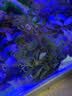 异景园鱼缸水族箱造景水榕沉木活体水草淡水无土植物后景真水草净水增氧 红绿波混合陀草 实拍图