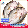 仙泉湖冷冻三去白蕉海鲈鱼700g/袋(2条装)肉厚刺少水产生鲜食材 实拍图