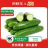 京鲜生&东升供港小青瓜300g 单果80g起 小黄瓜脆甜多汁  广东源头直发 实拍图