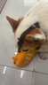 冇宠狗狗嘴套柯基柴犬嘴罩中小型犬止吠器防咬防叫神器可喝水宠物口罩 黄色（本嘴套不适用于短嘴犬） M号（建议15-25斤左右） 实拍图