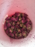 同仁堂品牌 北京同仁堂玫瑰花80g玫瑰花茶重瓣大朵泡水送女神长辈送礼品 实拍图