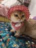 名创优品（MINISO）混合猫砂香味木薯豆腐猫砂强效除臭无尘京东自营送货上门4斤*1包 实拍图