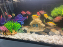松宝（sobo）鱼缸氧气泵养鱼增氧机充氧泵家用小型制氧机氧气机鱼用充氧器低音 【升级更静 气量可调】双孔3.5W+气石套餐 实拍图