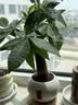 花翁大盆三杆发财树绿植盆栽招财植物办公室内开业盆景金钱树源头直发 实拍图