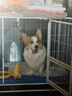 澳龙 AD罐犬猫咪情绪舒缓全价处方罐营养补充猫狗通用罐头85g*3 实拍图