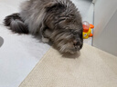 诚实一口P40全价猫粮 成猫幼猫高鲜肉长肉美毛养胃鸡鱼+乳鸽口味1.5kg*2包 实拍图