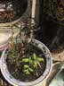 腾云枫 正宗原产地雁荡山铁皮石斛苗三年大苗铁皮石斛盆栽绿植可食用 铁皮石斛木植25株以上（种好发货） 实拍图