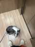 红狗【升级PRO】乳钙健骨营养膏120g 狗狗营养膏猫咪狗狗钙补钙液体钙 实拍图