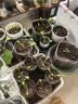 德沃多植物营养土30L花肥料种菜土壤多肉土养花土盆栽种植土有机基质土 实拍图