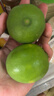 广西塔希提无籽青柠檬薄皮新鲜现摘青柠香水柠檬【百补优选】 【10个】塔希提青柠檬 单果净重50g 实拍图