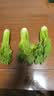 云南新鲜水果清芹芽可生吃的芹菜当季现采现发新鲜网红菜绿色青菜 500g 实拍图