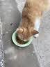 奥丁（ODIN）猫粮 成猫专用美短英短蓝猫暹罗猫 鱼肉味天然猫粮10kg20斤 实拍图