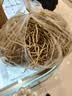 京喜加【26年新根】新鲜鱼腥草折耳根嫩根凉拌节节根现挖猪鼻孔带泥 贵州带泥折耳根2斤 净重1.7斤 畅销装 实拍图